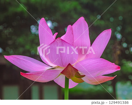 古代ハスの花3ー67 古代ハスの花3ー67 129491386