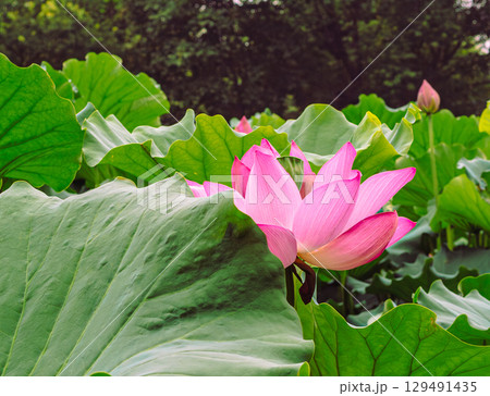 古代ハスの花3ー113 129491435
