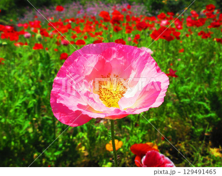 ポピーの花のきれいな風景 ポピーの花のきれいな風景 129491465