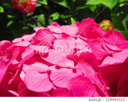 セイヨウアジサイのきれいな風景 129491521