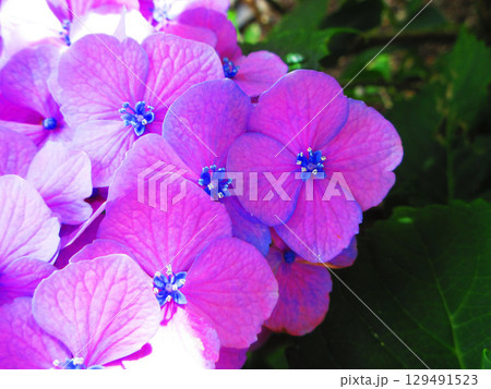 セイヨウアジサイのきれいな風景 セイヨウアジサイのきれいな風景 129491523
