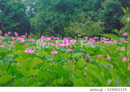 古代ハスの花3ー58 129491534