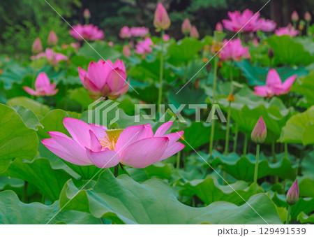 古代ハスの花3ー72 129491539