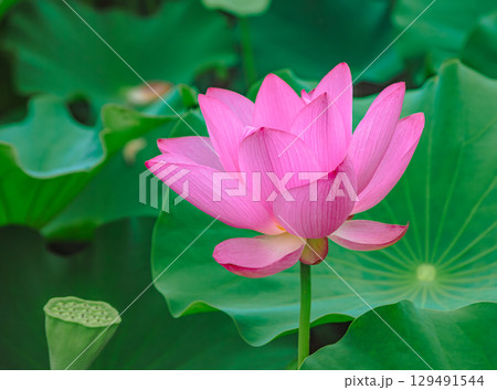 古代ハスの花3ー77 129491544