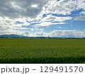 夏空と雲が広がる田園風景と稲穂の風景写真 129491570