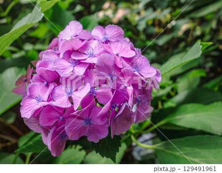 アジサイロードの紫陽花ー23 129491961