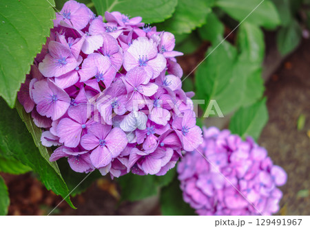 アジサイロードの紫陽花ー29 129491967