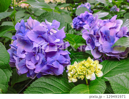 アジサイロードの紫陽花ー33 アジサイロードの紫陽花ー33 129491971