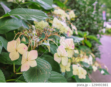 アジサイロードの紫陽花ー43 129491981