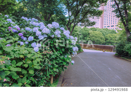 アジサイロードの紫陽花ー50 129491988