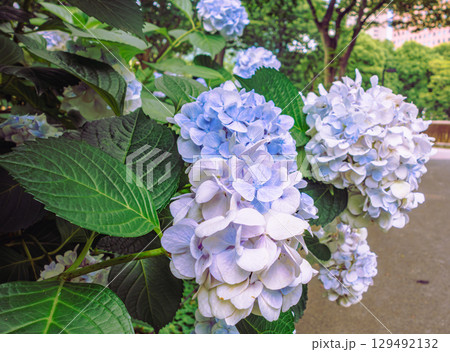 アジサイロードの紫陽花ー52 129492132