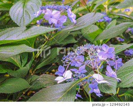 アジサイロードの紫陽花ー63 129492143