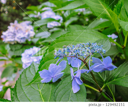 アジサイロードの紫陽花ー71 129492151