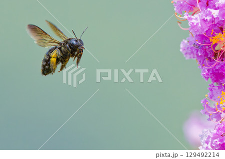 サルスベリの周りを飛ぶタイワンタケクマバチ雌 サルスベリの周りを飛ぶタイワンタケクマバチ雌 129492214