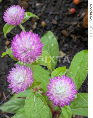 冬の花壇に咲くピンクのセンニチコウ 129492229