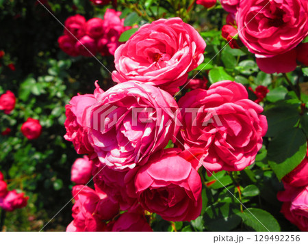 満開の赤いバラと青空の美しい風景 129492256