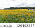 圧巻のひまわり100万本！益子が夏を制す 129492287