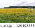 100万本のひまわりが咲き誇る益子町 129492288