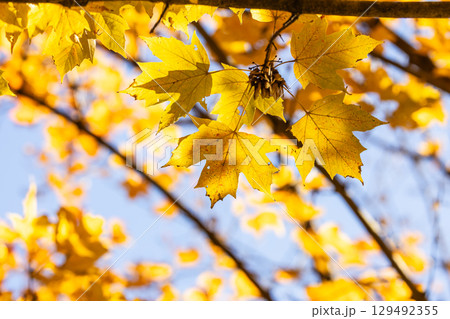 国営武蔵丘陵森林公園の紅葉 国営武蔵丘陵森林公園の紅葉 129492355