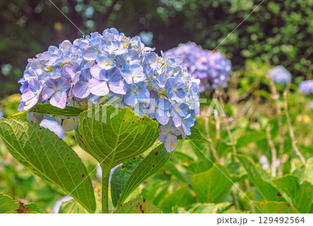 あじさいの花ー1 あじさいの花ー1 129492564