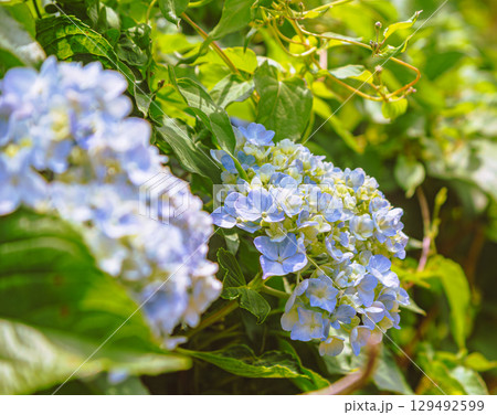あじさいの花ー21 あじさいの花ー21 129492599