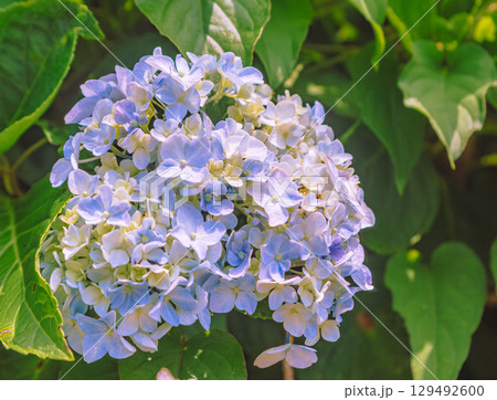 あじさいの花ー22 あじさいの花ー22 129492600