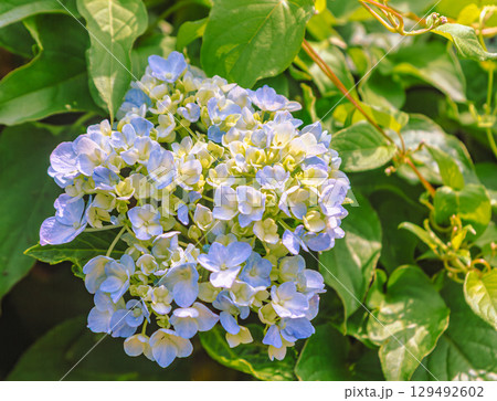 あじさいの花ー23 あじさいの花ー23 129492602