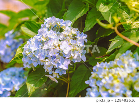 あじさいの花ー31 129492616