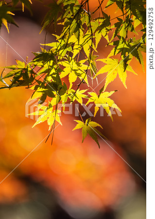 国営武蔵丘陵森林公園の紅葉 129492758