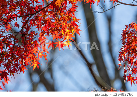 国営武蔵丘陵森林公園の紅葉 国営武蔵丘陵森林公園の紅葉 129492766