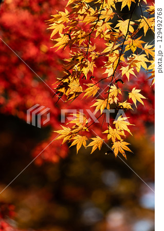 国営武蔵丘陵森林公園の紅葉 国営武蔵丘陵森林公園の紅葉 129492768