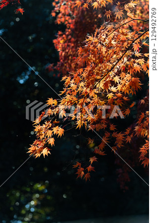 国営武蔵丘陵森林公園の紅葉 国営武蔵丘陵森林公園の紅葉 129492769
