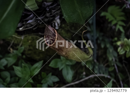 ネペンテス（ウツボカズラ） 129492779