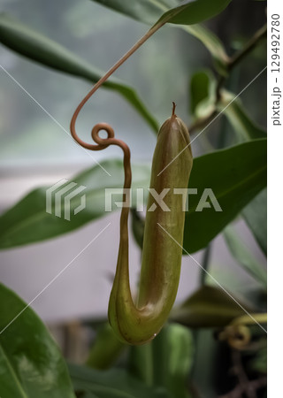 ネペンテス(ウツボカズラ) ネペンテス(ウツボカズラ) 129492780