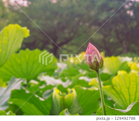 古代ハスの花ー1 古代ハスの花ー1 129492786