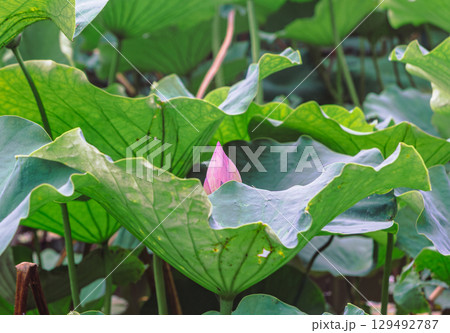 古代ハスの花ー2 129492787