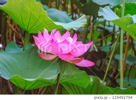 古代ハスの花ー9 古代ハスの花ー9 129492794