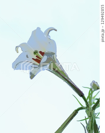 雨上がりのタカサゴユリ（afr20250812064348) 129492855