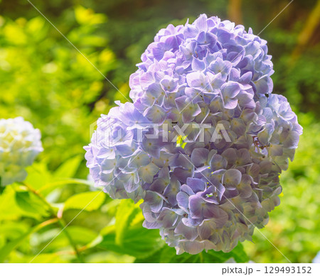 アジサイの小径　アジサイの花ー65 129493152