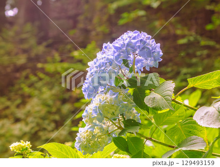 アジサイの小径 アジサイの花ー72 アジサイの小径 アジサイの花ー72 129493159
