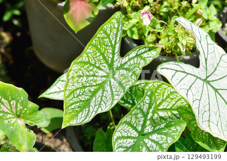 angel wing caladium or candidum ,Caladium bicolor or Araceae 129493199