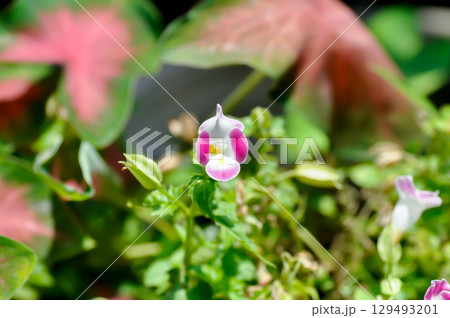 Torenia fournieri Lindl, Scrophulariaceae or Wishbone flower or Bluewings or Torenia Torenia fournieri Lindl, Scrophulariaceae or Wishbone flower or Bluewings or Torenia 129493201