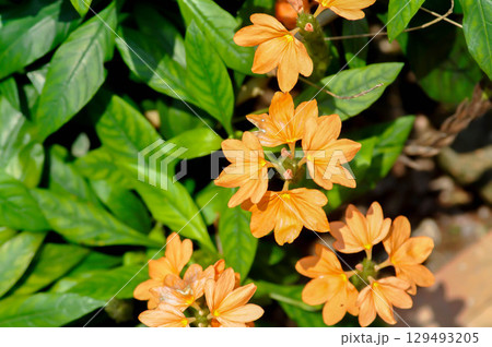 Crossandra or ACANTHACEAE, ,crossandra infundibuliformis or  Crossandra infundibuliformis Merr 129493205