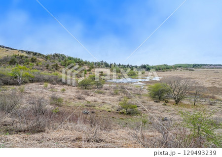 青空バックに見る春の八島ヶ原湿原の情景 129493239
