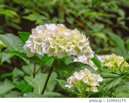 アジサイの小径　アジサイの花ー2 129493274