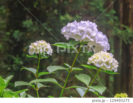 アジサイの小径　アジサイの花ー3 129493275