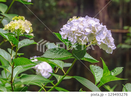 アジサイの小径　アジサイの花ー4 129493276