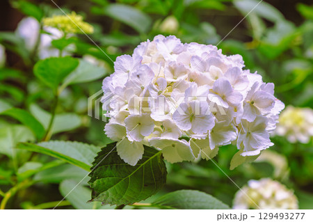 アジサイの小径 アジサイの花ー5 アジサイの小径 アジサイの花ー5 129493277