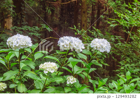 アジサイの小径　アジサイの花ー10 129493282