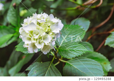 アジサイの小径　アジサイの花ー16 129493288